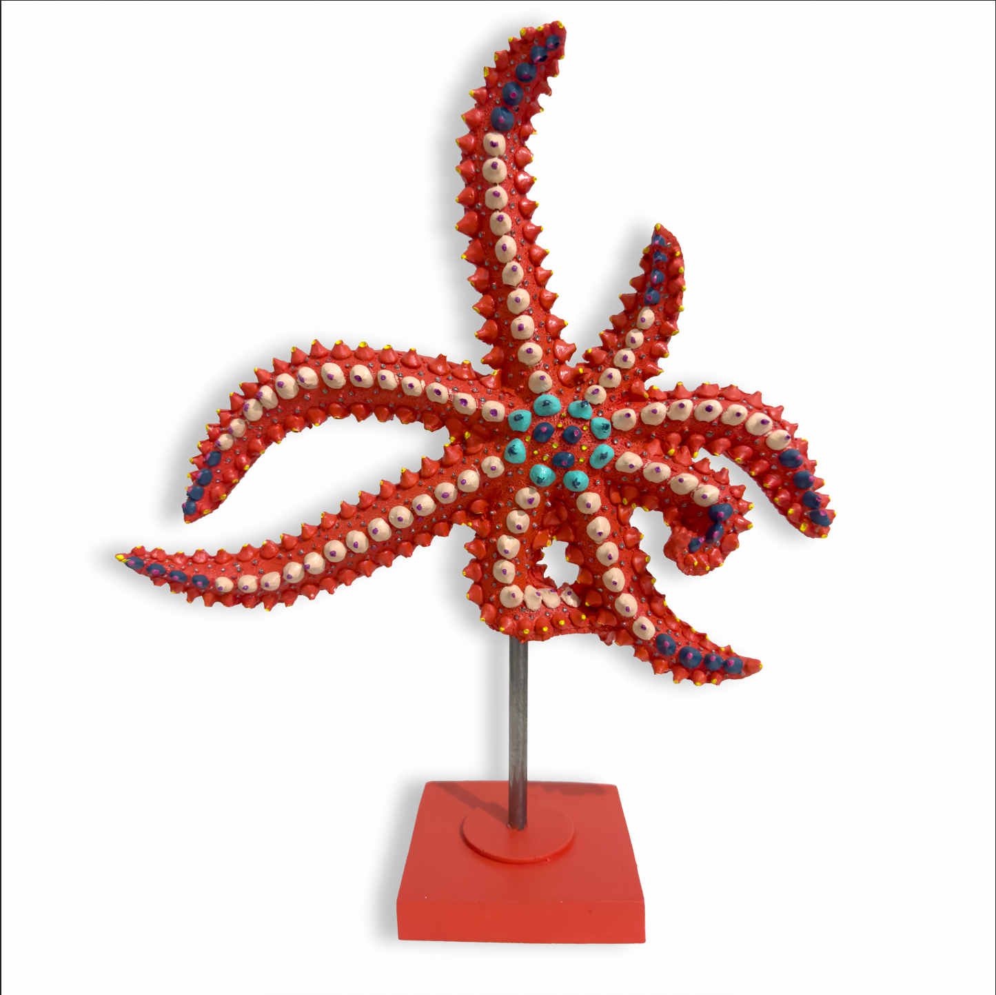 BÜYÜK DENİZ YILDIZI  BİBLO